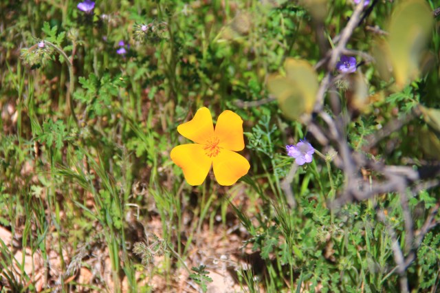 White Canyon Wilderness 071