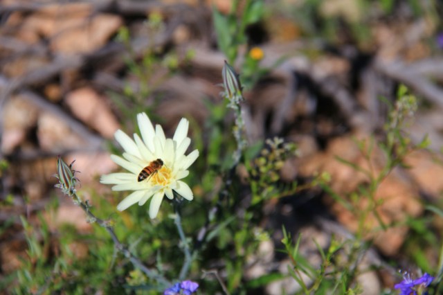 White Canyon Wilderness 081