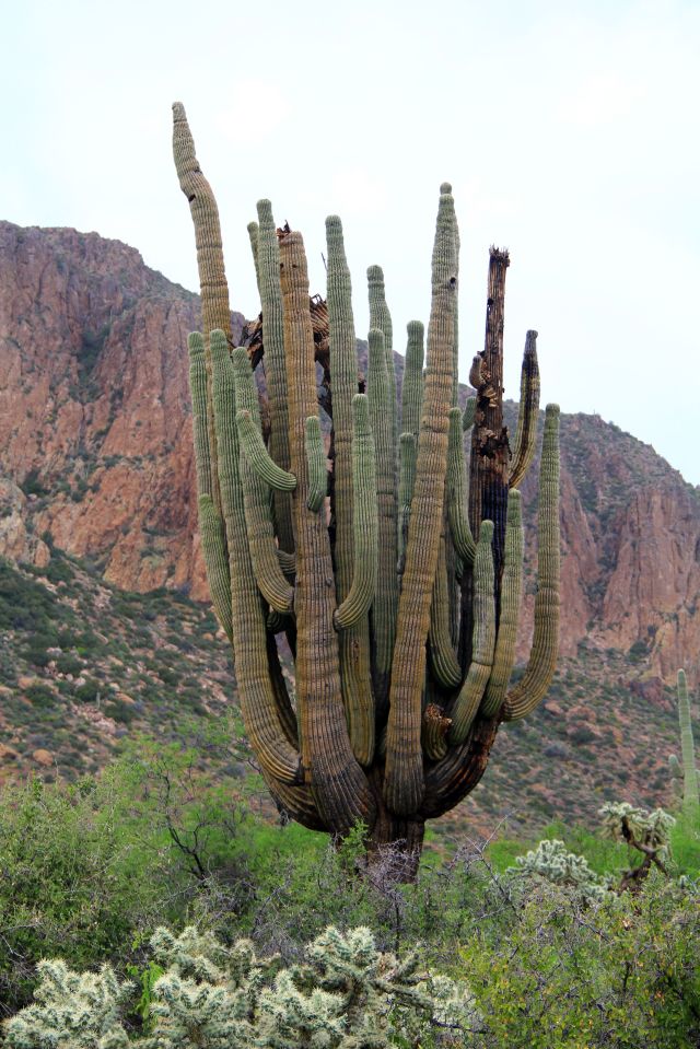 Bluff Spring Cactus 114