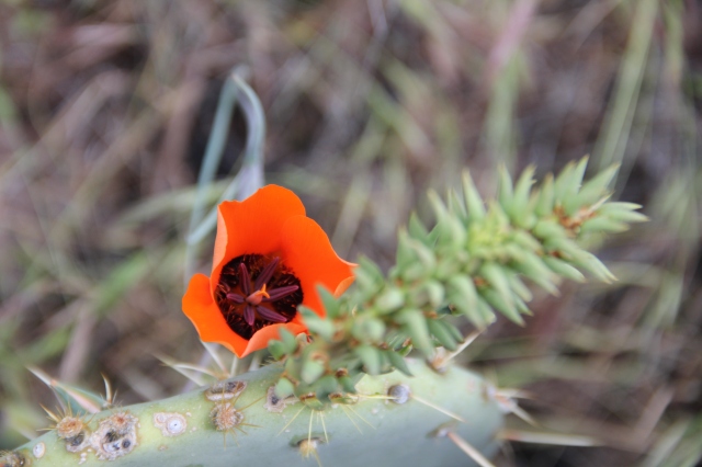 Bluff Spring Cactus 134