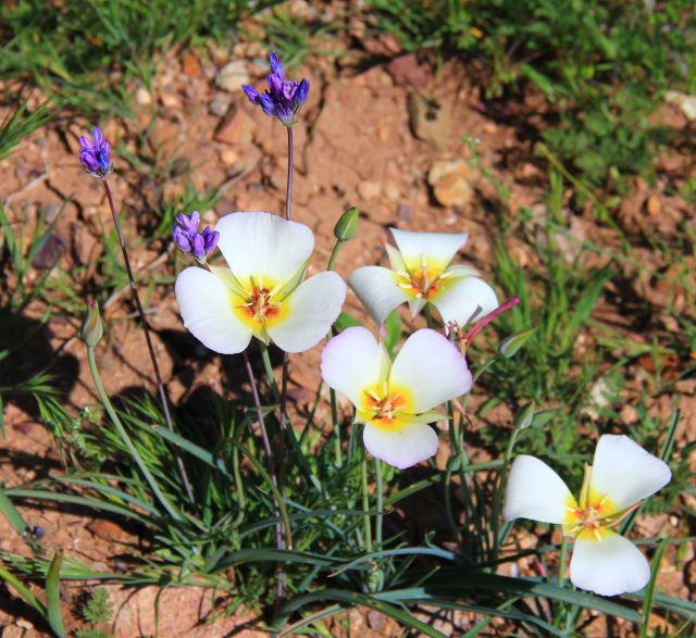 Blue Dick & Doubting Mariposa