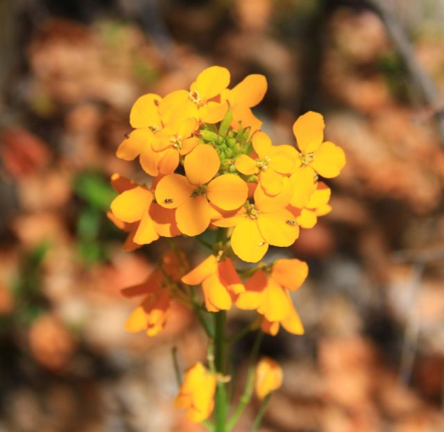 What is it? Clusters grow on tall 12-18" stem