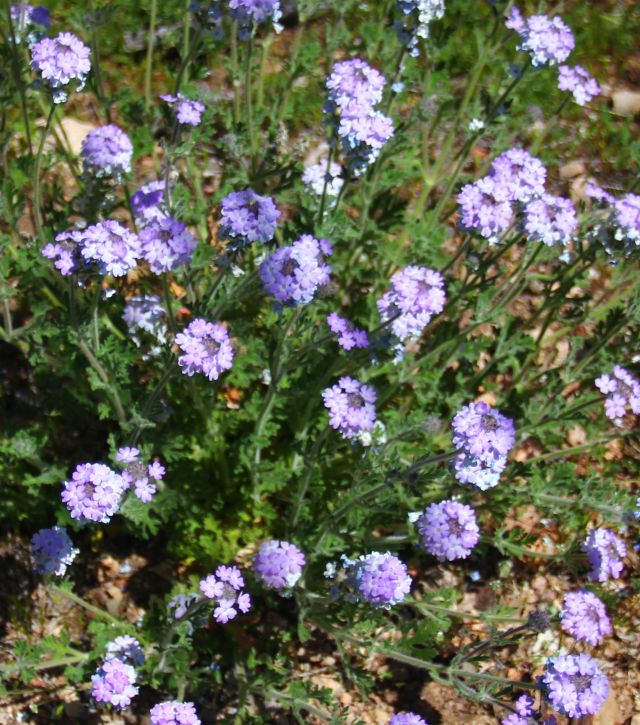Mock Vervain