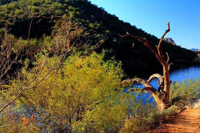 Saguaro Lake3
