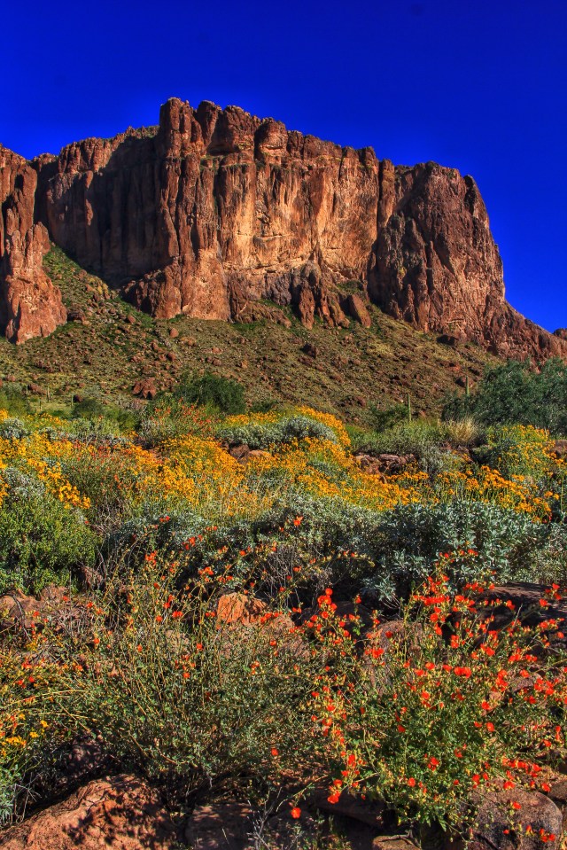 Globe mallow and brittlebush on Jacobs crosscut trail