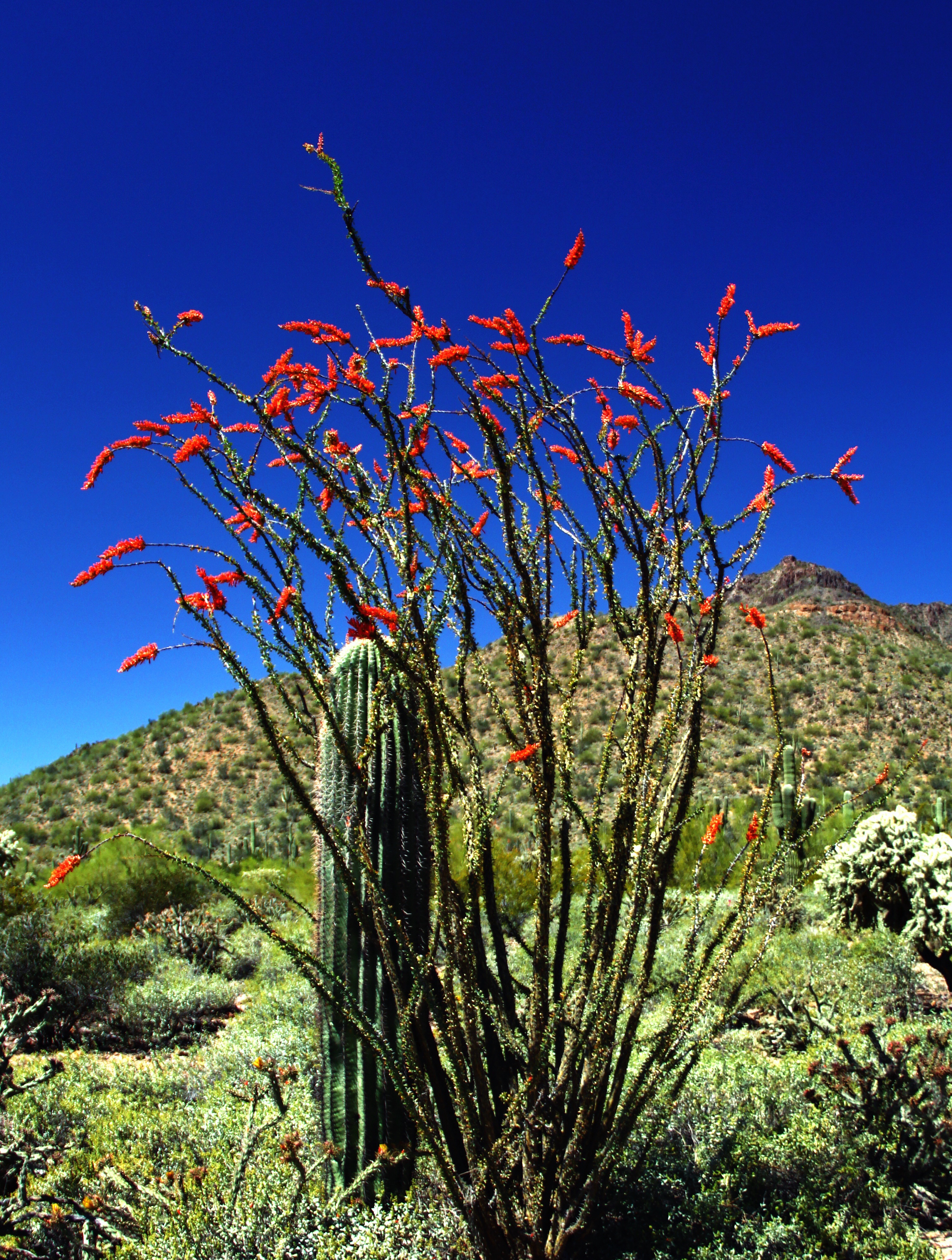 Ocotillo bloom at Meridian trailhead